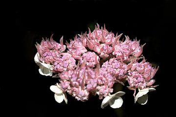 rosa Rosen mit schwarzem Hintergrund von W J Kok