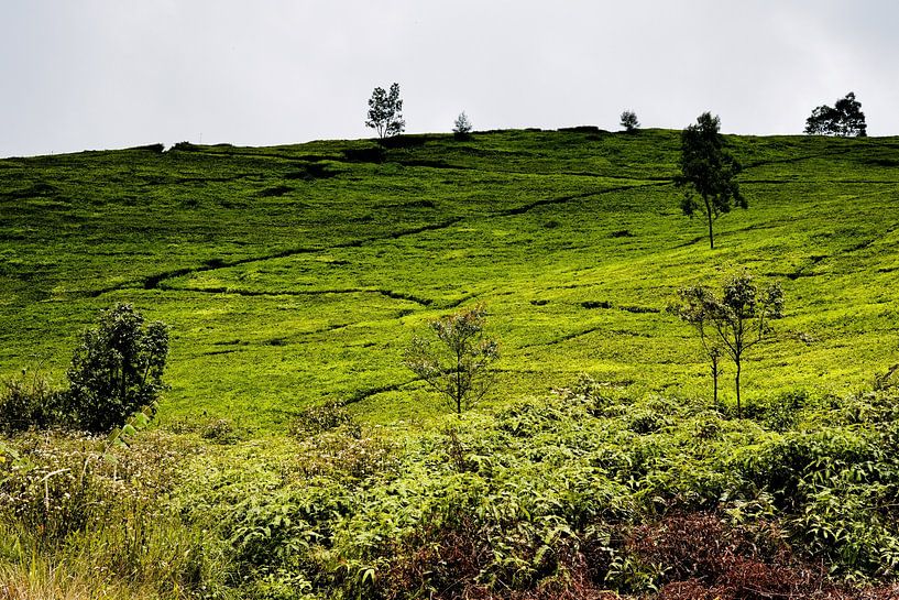 The verdant tea plantations of the Ciwidey mountains by Frank Photos