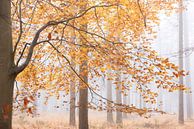 Herbst im nebligen Wald von Francis Dost Miniaturansicht