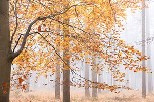 Herfst in mistig bos van Francis Dost