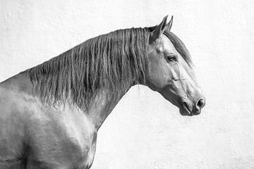 Schwarz-Weiß-Porträt eines portugiesischen Pferdes | Pferdefotografie von Laura Dijkslag