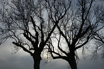 Spooky trees