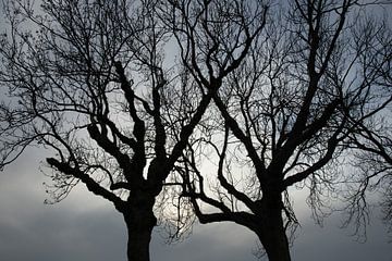Gespenstische Bäume
