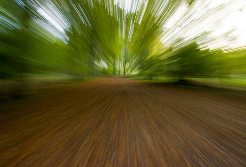 Door de bomen het bos niet meer zien