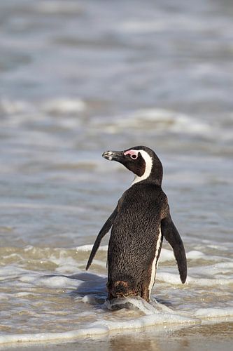 Brillenpinguin (Spheniscus demersus)