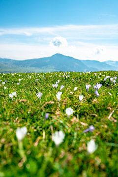 Prairie de crocus au Mittagberg avec vue sur le Grünten sur Leo Schindzielorz