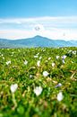 Crocus meadow at Mittagberg with view to the Grünten mountain by Leo Schindzielorz thumbnail