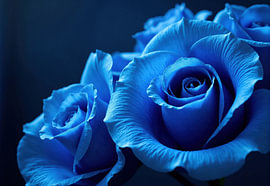 Close-upfoto van drie blauwe rozen van Markus Gann