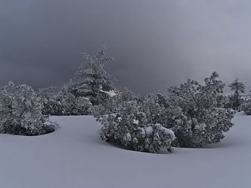 Bizar winterlandschap met bevroren coniferen in de sneeuw van Timon Schneider