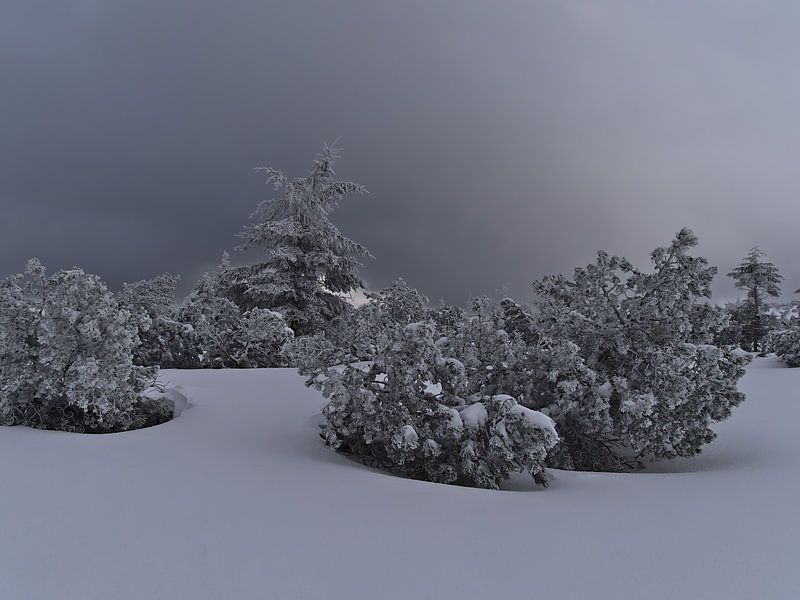 Paysage hivernal bizarre avec des conifères gelés dans la neige par Timon Schneider