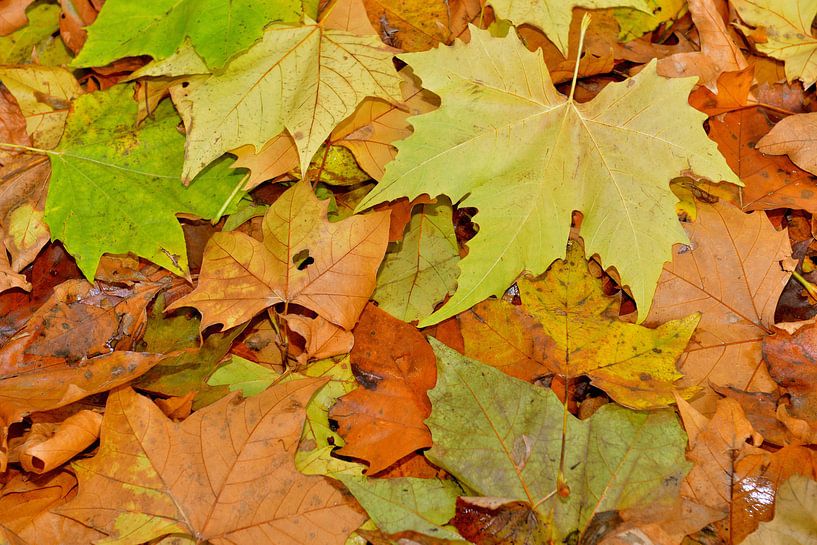 Autumn in the forest by Theo van Woerden