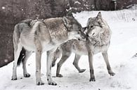 Een gelukkig getrouwd stel wolven samen, een vrouwelijke wolf en een mannelijke wolf staan samen. van Michael Semenov thumbnail