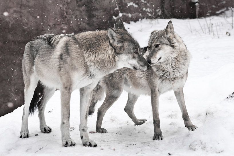 Een gelukkig getrouwd stel wolven samen, een vrouwelijke wolf en een mannelijke wolf staan samen. van Michael Semenov