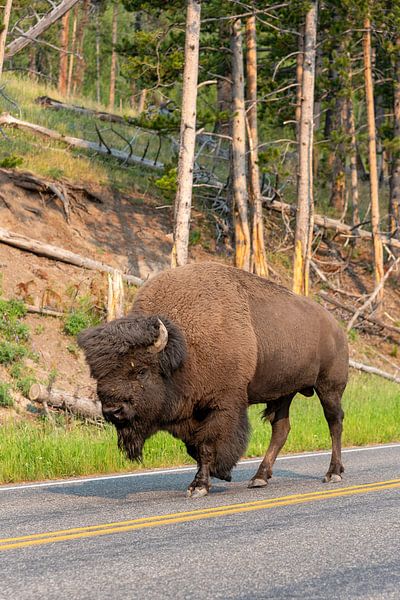 Yellowstone-Nationalpark von Studio Retouched fotoshop