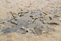 Art naturel Texel