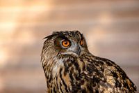 Diese Augen