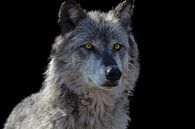 Loup, loup des montagnes Rocheuses par Gert Hilbink Aperçu