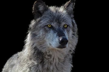 Wolf, Rocky Mountains Wolf von Gert Hilbink