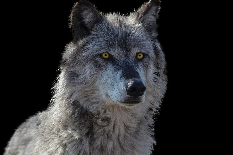 Loup, loup des montagnes Rocheuses par Gert Hilbink