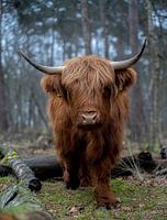 Schottischer Highlander