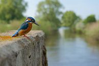 Eisvogel von Eisvogel.land - Corné van Oosterhout Miniaturansicht