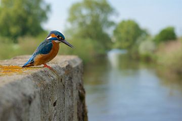 Busy times by Kingfisher.photo - Corné van Oosterhout
