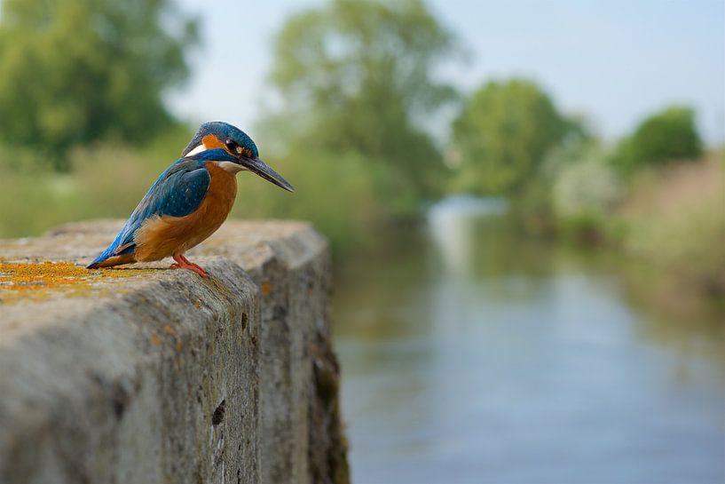 Eisvogel von Eisvogel.land - Corné van Oosterhout