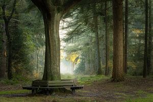 Bank im Wald mit Nebel