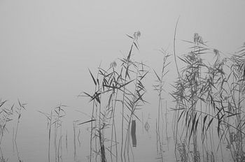 Waterlandscape in Black and White