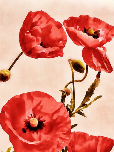 Klaproos bloemen op zijde in warme kleuren