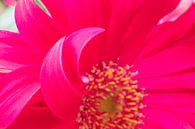 Fleurs printanières colorées rose pourpre extrême par Marieke Feenstra Aperçu