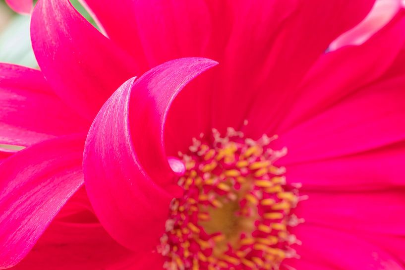 Kleurrijke lente bloemen extreme close-up paars roze van Marieke Feenstra