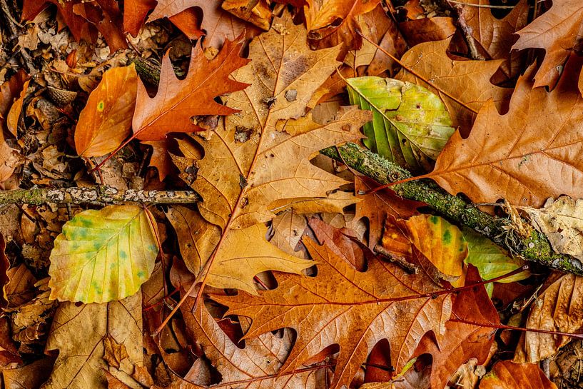 Autumn! by Corné Ouwehand