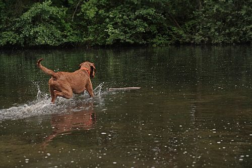 Waterspelletjes aan het meer met een bruine Magyar Vizsla draadhaar.