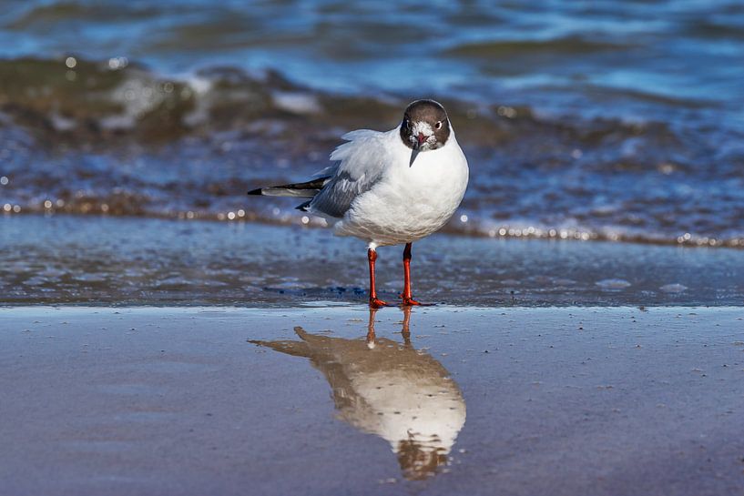 Black-headed gull at the beach of the Baltic Sea by Gunter Kirsch