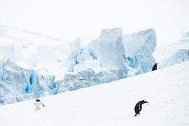 Penguins on the slope in Antarctica by Nanda Bussers