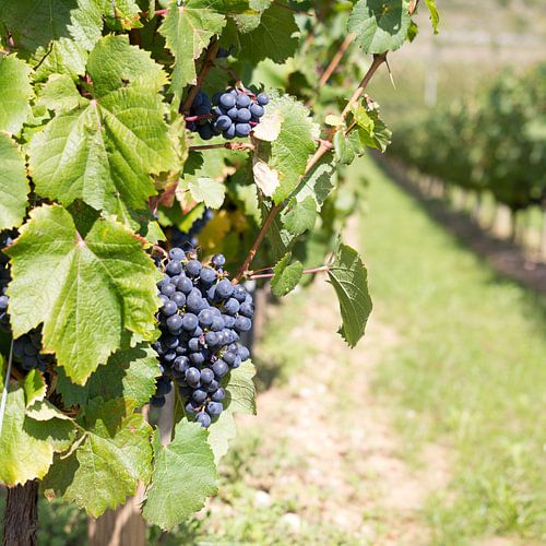 Druiven aan wijnstok Frankrijk