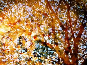Tree Magic 32