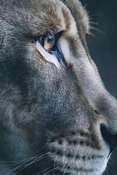 Lionne de profil Regard puissant en détail sur Eva Lee