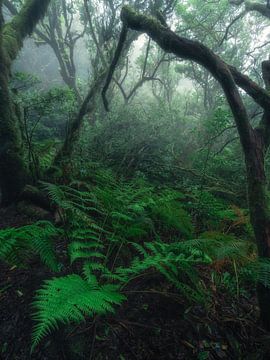 Forest with ferns in the Anaga Mountains on Tenerife