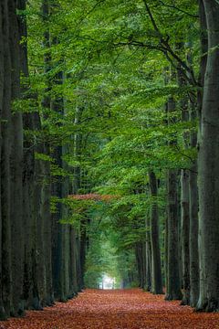 Lonely branch