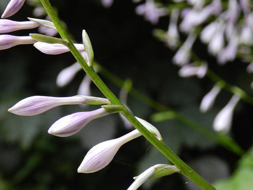 Bloemen