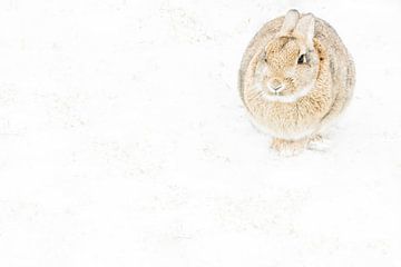 Texel rabbit in the snow by Danny Slijfer Natuurfotografie