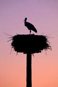 Storch von BYLDWURK