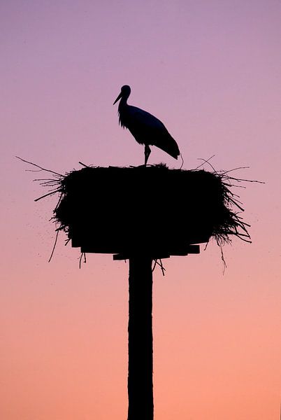 Stork by BYLDWURK