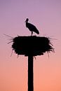 Stork by BYLDWURK thumbnail