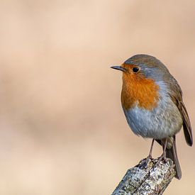 Roodborstje, genietend van de vroege lentezon van Robbert De Reus