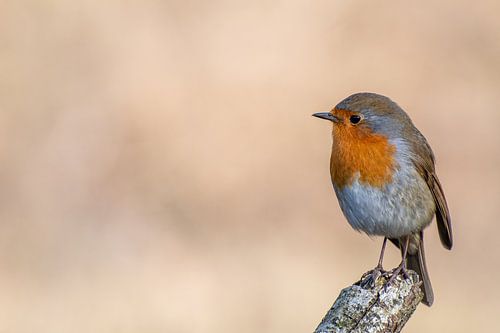 Robin, genießt den frühen Frühlingssonnenschein