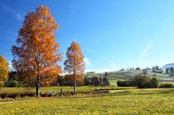 Birken im Herbst von Dirk Rüter Miniaturansicht