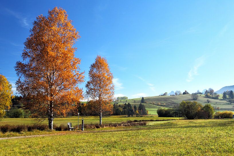 Birken im Herbst von Dirk Rüter